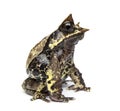 Side view of a Long-nosed horned frog looking at the camera