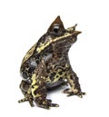 Side view of a Long-nosed horned frog looking at the camera