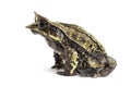 Side view of a Long-nosed horned frog, Megophrys nasuta Royalty Free Stock Photo