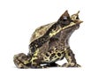 Side view of a Long-nosed horned frog, Megophrys nasuta Royalty Free Stock Photo