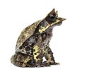 Side view of a Long-nosed horned frog, Megophrys nasuta Royalty Free Stock Photo