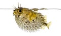 Side view of a Long-spine porcupinefish spiny balloonfish Royalty Free Stock Photo