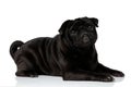 Side view of a lovely black pug looking upwards