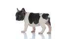 Side view of a lovely French bulldog cub looking away