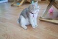 Side view lovely gray cat sitting in the house