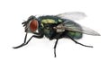 Side view of Lucilia caesar, blow-fly Royalty Free Stock Photo