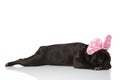 Side view of lying french bulldog with pink ribbon