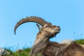 Side view lying natural male alpine ibex capricorn, blue sky, me