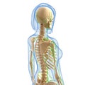 Side view of Lymphatic system Royalty Free Stock Photo