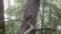 side view of a lyrebird male perched on a branch and singing in the fog Royalty Free Stock Photo