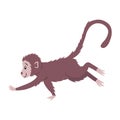 Side view of macaque with brown hair. Asian monkey isolated on white background. Exotic jungle animal running. Colored