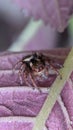 Side view of a macro closeup on Hyllus semicupreus Jumping Spider Royalty Free Stock Photo