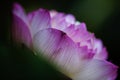 Beautiful petals of pink lotus flower in closeup Royalty Free Stock Photo