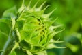 Side view macro shot of green sunflower bud opening up Royalty Free Stock Photo