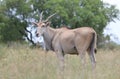 Side View of Magnificent Large and Healthy Eland Bull