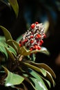 Magnolia seed pod with bright red seeds on deep blue backgroundbackground