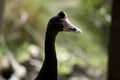 The magpie goose is a black and white sea bird Royalty Free Stock Photo