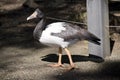 Thee magpie goose is a black and white bird Royalty Free Stock Photo