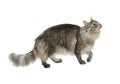 Side view of a maine coon cat walking and looking up Royalty Free Stock Photo