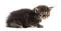 Side view of a Maine coon kitten Royalty Free Stock Photo