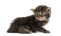 Side view of a Maine coon kitten Royalty Free Stock Photo