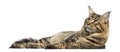 Side view of a Maine Coon lying down, isolated Royalty Free Stock Photo