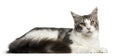 Side view of a Maine Coon lying down, 8 months old Royalty Free Stock Photo