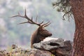 Side view of majestic bull elk Royalty Free Stock Photo