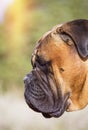 Bullmastiff Portrait.Close-Up