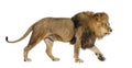 Side view of a male adult lion walking away, isolated on white