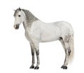 Side view of a Male Andalusian with plaited mane, 7 years old, also known as the Pure Spanish Horse or PRE