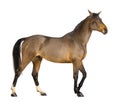 Side view of a Male Belgian Warmblood, BWP, 3 years old Royalty Free Stock Photo