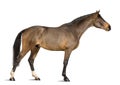 Side view of a Male Belgian Warmblood, BWP, 3 years old, stretching its neck Royalty Free Stock Photo