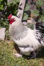 Side view of Male Brahma rooster in summer. Royalty Free Stock Photo