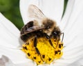 Side view of a male Common Eastern Bumble Bee (Bombus impatiens). Long Island, New York Royalty Free Stock Photo