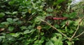 Side view of a male crimson tailed marsh hawk dragonfly