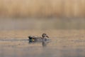 Side view male gadwall duck anas strepera swimming, reed, water