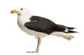 Side view of a Male Great Black-backed Gull Royalty Free Stock Photo