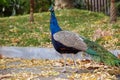 Side view of Male Indian Peafowl Royalty Free Stock Photo