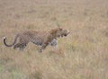 Side view of male leopard walking in wild masai mara kenya Royalty Free Stock Photo