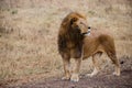 Side view of a male lion watching prey in the Ngorongoro national park (Tanzania)