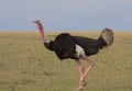 side view of male masai ostrich walking in the wild savannah of the masai mara, kenya Royalty Free Stock Photo