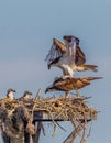 Side view of male osprey about to mate with female osprey