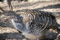 This is a side view of a malleefowl