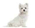 Side view of Maltese puppy sitting, looking at the camera Royalty Free Stock Photo