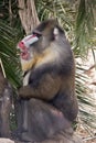 Mandrill