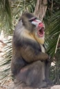 Mandrill