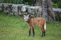 Side view of a Maned wolf, Caraca, Minas Gerais, Brazil