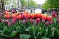 Side view of many red pink tulips in a garden pot on a bridge on a canal in Amsterdam city, in a sunny spring day, beautiful outdo Royalty Free Stock Photo