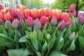 Side view of many red pink tulips in a garden pot on a bridge on a canal in Amsterdam city, in a sunny spring day, beautiful outdo Royalty Free Stock Photo